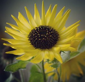 Close-up of sunflower