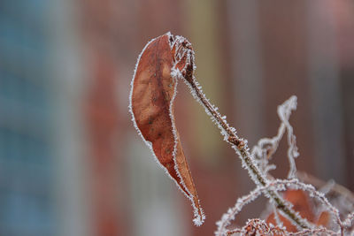 Close-up of plant