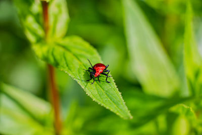 Close-up of insect on leaf