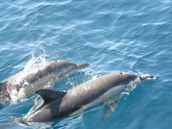 Dolphin swimming in sea