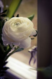 Close-up of white rose