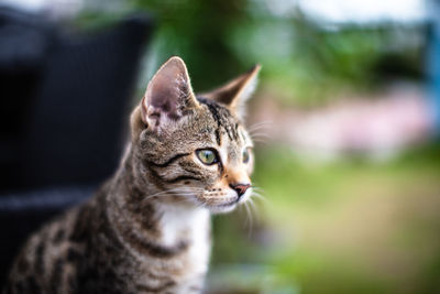 Close-up of a cat looking away