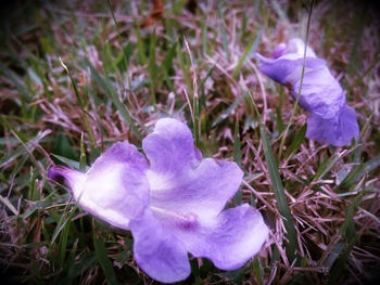 Close-up of purple flowers blooming in field