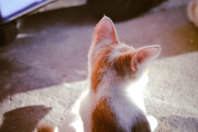 Close-up of a cat