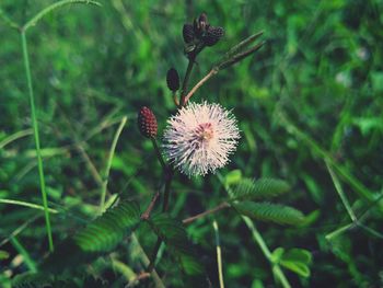 Close-up of flowering plant