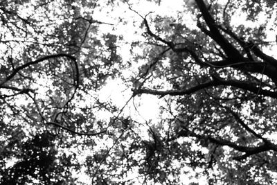 Low angle view of flowering tree against sky