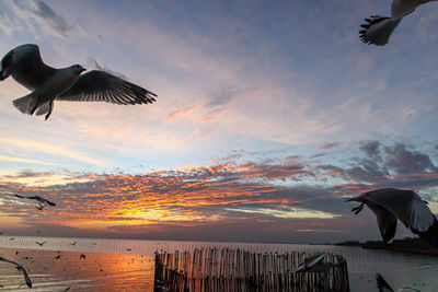 Silhouette bird flying over sea during sunset