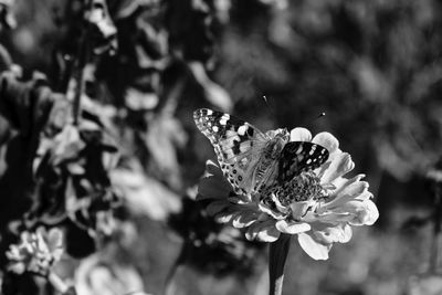 Close-up of insect on flower