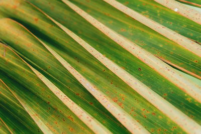 Full frame shot of fresh green leaves