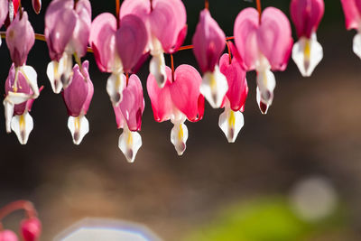 Close-up of pink flowering plants