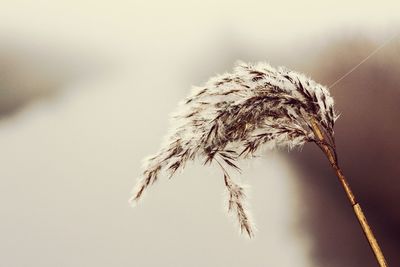 Frosty water reed head close up river background