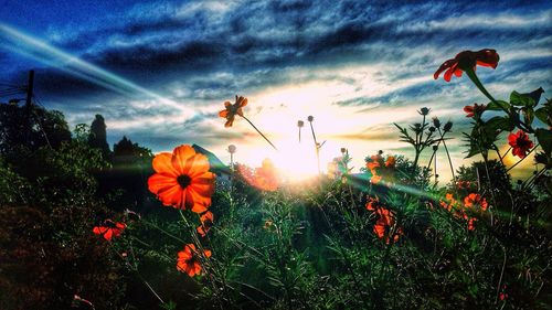 Sun shining through flowers