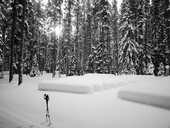 Snow covered trees