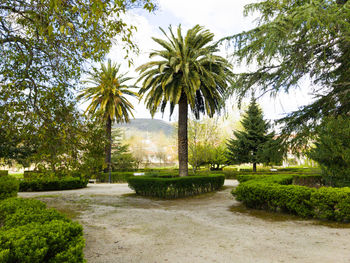 Palm trees on park against sky