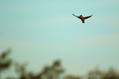 Low angle view of a kingfisher hovering against sky