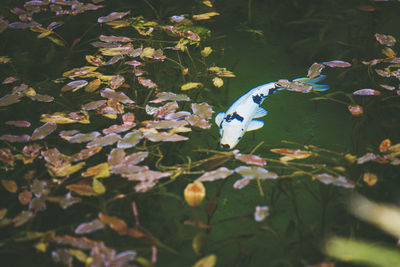 Close-up of insect on leaves floating in pond