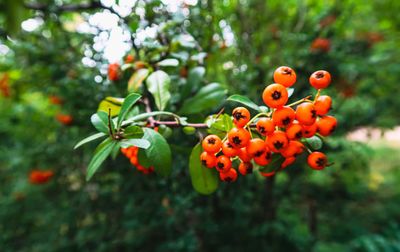 Close-up of orange fruits on tree