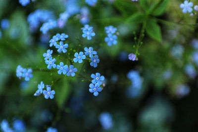 Close-up of flowering plant in park