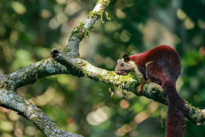 Close-up of monkey eating tree