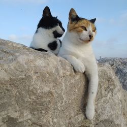 Cat sitting on rock