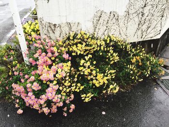 Close-up of flowers on tree