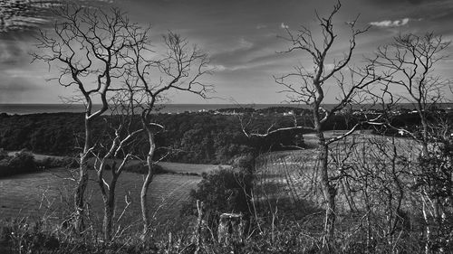 Bare tree by river against sky