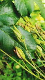 Close-up of leaf