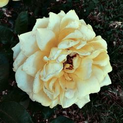 Close-up of rose flower