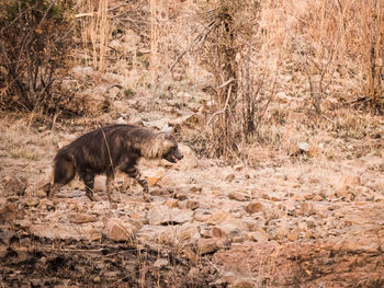 Hyena on field