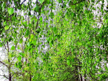 Full frame shot of tree in forest