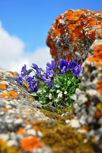 Close-up of plant against blue sky