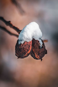 Close-up of frozen fruit