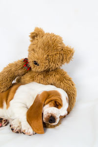 Close-up of dog relaxing against white background