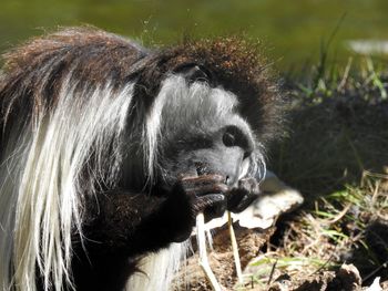 Close-up of horse on field