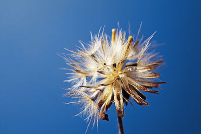 Close-up of wilted plant against clear blue sky