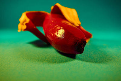 Close-up of red flower on table