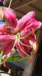 Close-up of pink flowers