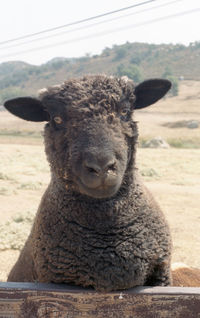 Close-up of a sheep on a field in ramona, california