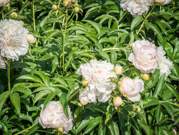 Close-up of pink flowers blooming outdoors