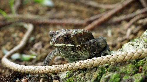 Close-up of lizard