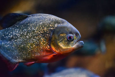 Close-up of fish in aquarium