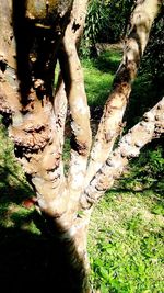 Close-up of tree trunk on field