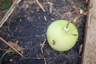 High angle view of fruit growing on field