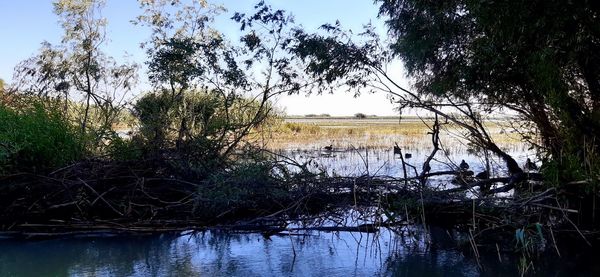 Scenic view of lake in forest against sky