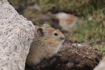 Close-up of pika on rock