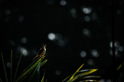 Close-up of plants against blurred background