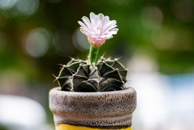 Close-up of flower