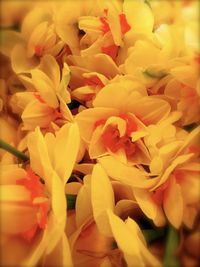 Extreme close up of yellow flower