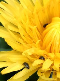 Close-up of honey bee on sunflower