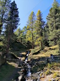 Scenic view of forest against sky